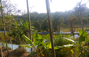 11 cent land in Cheeral @ 44000/cent. Wayanad
