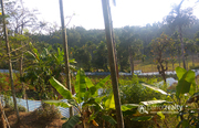 11 cent house plot in Cheeral @ 44000/cent. Wayanad