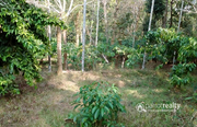 1 acre land with incomplete house in Punchavayal@  30lakh. Wayanad