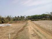 5 Acre paddy field for sale at Wayanad 