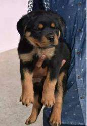 Rott puppy for sale in kannur