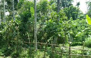 Excellent 44 cent land in Naiketty @ 26 lakh. - Land for sale