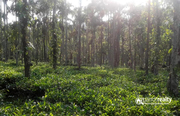 1 acre 40cent land for sale in Karadippara @ 40 lakh – wayanad