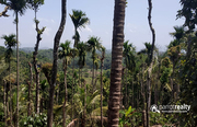 3.10 acre Resort purpose land for sale in kallody @ 30lakh/acre