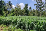 1 acre Agriculture land for sale near Pulpally @ 20 lakhs…..