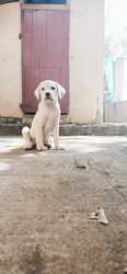 5 months old labrador dog  for sale 