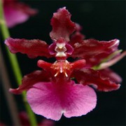 Online Orchid Plant Purchase in India