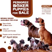 PEDIGREE BOXER PUPPIES FOR SALE