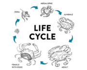 Mud crab vertical farming