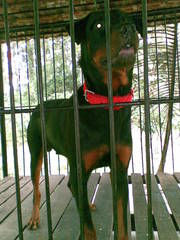 Good Quality ROTTWEILER male Puppy 9 months old 