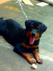 male rottwelier dog for sale