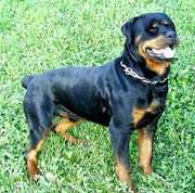 ROTTWEILER MALE AND FEMALE FOR SALE